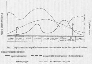 О росте и сборах грибов на Кубани