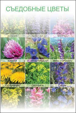 Съедобные цветы