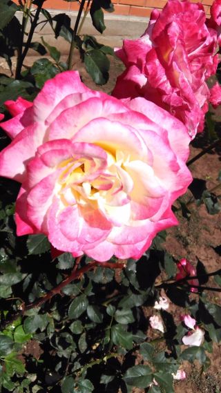 Последний взгляд