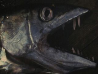 Кусающие рыбы